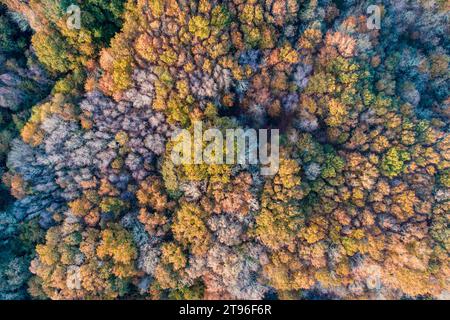 Vista aerea di una colorata foresta decidua, in autunno Foto Stock