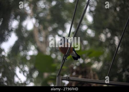 Lamprotornis superbus appeso a una struttura metallica di un'orangerie Foto Stock