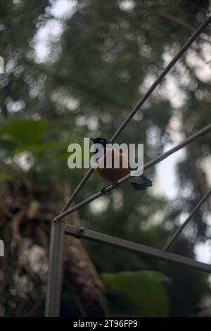 Lamprotornis superbus appeso a una struttura metallica di un'orangerie Foto Stock