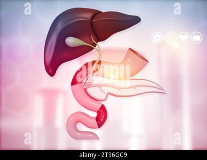 Anantomia di fegato stomaco pancreas cistifellea e milza su sfondo medico. illustrazione 3d. Foto Stock