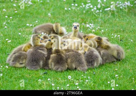 Canada Goose, Branta canadensis, Canadian Goose, Young Goslings at rest in tarda primavera/inizio estate Foto Stock