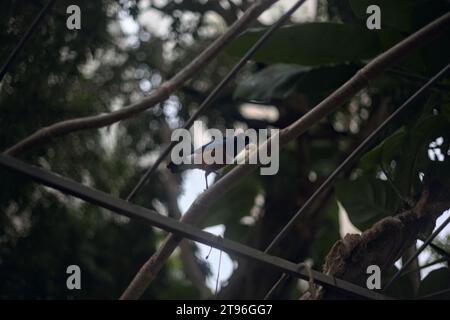 Lamprotornis superbus appeso a una struttura metallica di un'orangerie Foto Stock