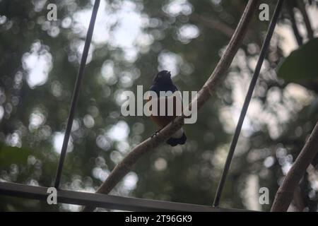 Lamprotornis superbus appeso a una struttura metallica di un'orangerie Foto Stock