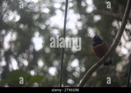 Lamprotornis superbus appeso a una struttura metallica di un'orangerie Foto Stock