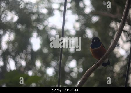 Lamprotornis superbus appeso a una struttura metallica di un'orangerie Foto Stock