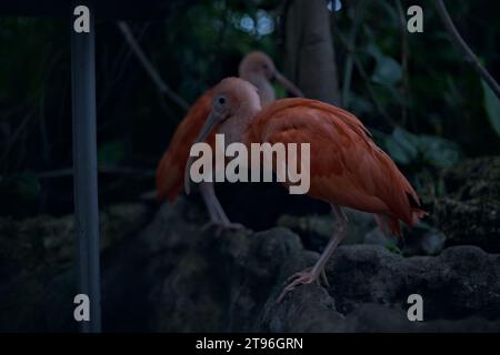 Eudocimus Ruber in piedi su una roccia di un'orangerie Foto Stock