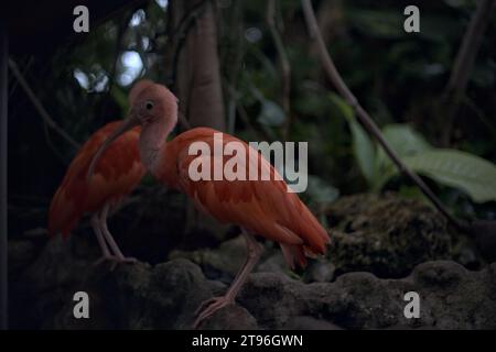 Eudocimus Ruber in piedi su una roccia di un'orangerie Foto Stock