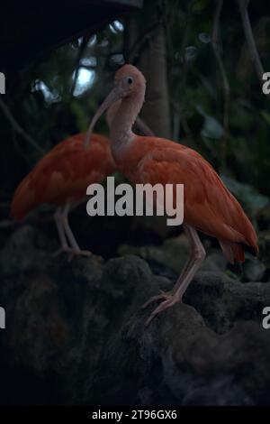 Eudocimus Ruber in piedi su una roccia di un'orangerie Foto Stock