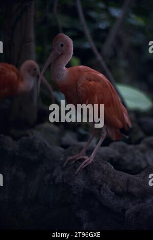 Eudocimus Ruber in piedi su una roccia di un'orangerie Foto Stock