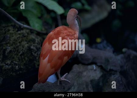 Eudocimus Ruber in piedi su una roccia di un'orangerie Foto Stock