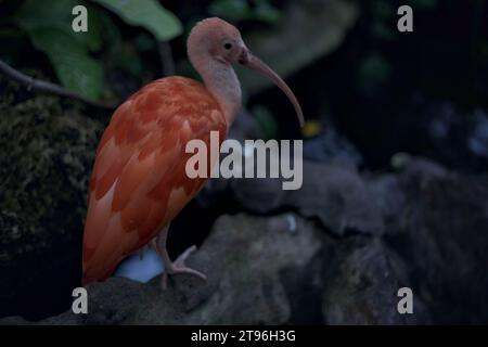Eudocimus Ruber in piedi su una roccia di un'orangerie Foto Stock