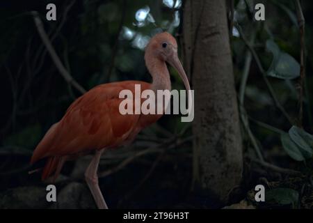 Eudocimus Ruber in piedi su una roccia di un'orangerie Foto Stock