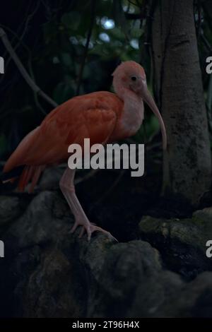 Eudocimus Ruber in piedi su una roccia di un'orangerie Foto Stock