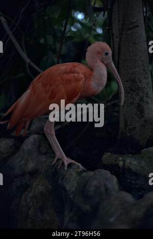 Eudocimus Ruber in piedi su una roccia di un'orangerie Foto Stock