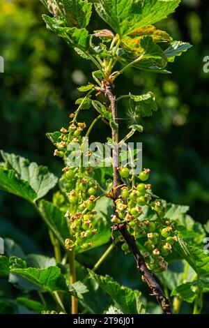 Fiori di ribes rosso su un cespuglio. Ribes fiorito all'inizio della primavera nel giardino. Foto Stock