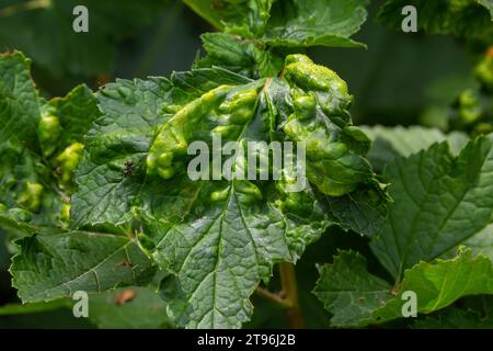 Malattia di ribes rosso e bianco, infezione da afidi gallici antracnosi. Bolle marroni su foglie verdi nella parte superiore. Foto Stock