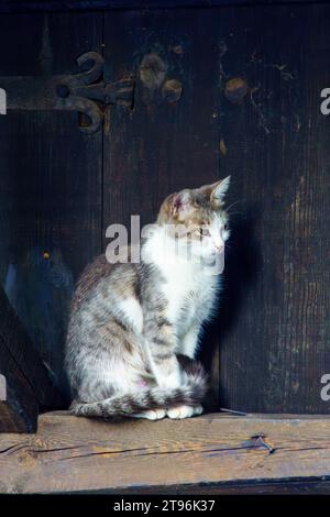 Veduta di un gatto di strada su un muro, a Bansko, nel sud-ovest della Bulgaria Foto Stock