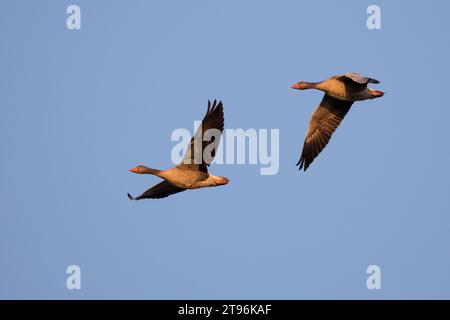 Graugans, Flug, fliegend, Formationsflug, formazione, Grau-Gans, Gans, Graugänse, Gänse, Anser anser, Greylag Goose, Grey lag Goose, Grey lag Goose, Fly Foto Stock