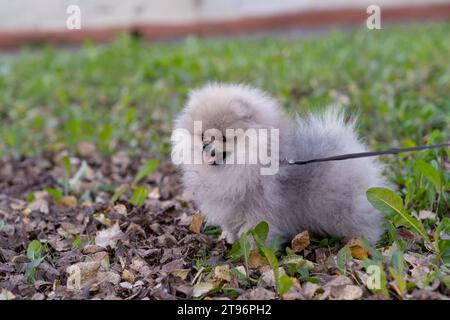 Ritratto di un simpatico e affascinante cane della Pomerania che cammina al guinzaglio Foto Stock
