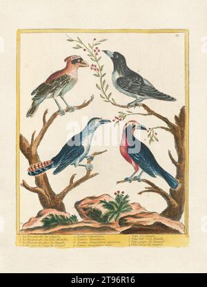 Illustrazione di uccelli d'epoca. Arte ornitologica del XVIII secolo, ca. 1780 Foto Stock
