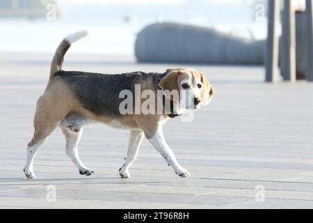 Vecchio cane beagle che cammina nel parco in estate Foto Stock