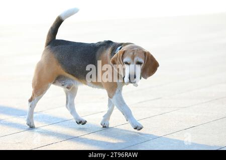 Vecchio cane beagle che cammina nel parco in estate Foto Stock