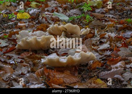 Imbuto nuvoloso (Clitocybe nebularis) che cresce in lettiere miste di foglie di bosco, Kinharvie, Dumfries, SW Scotland Foto Stock