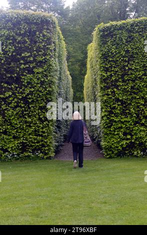 Woman Walking on Path through Tall Clipped Hedgerows at Levens Hall & Gardens, Kendal, Lake District National Park, Cumbria, Inghilterra, Regno Unito. Foto Stock