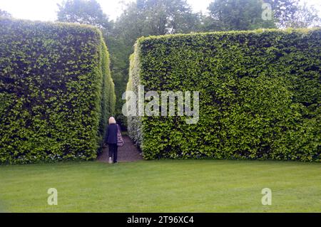 Woman Walking on Path through Tall Clipped Hedgerows at Levens Hall & Gardens, Kendal, Lake District National Park, Cumbria, Inghilterra, Regno Unito. Foto Stock
