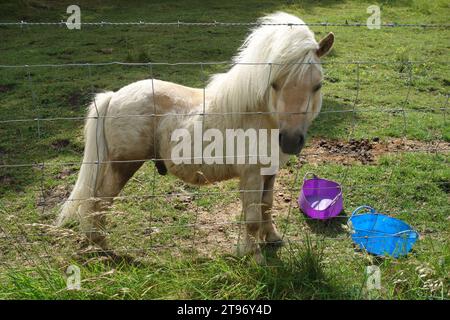 Piccolo Stallion White male Shetland Pony dietro recinzione metallica a piedi vicino ad Ackleside a Coverdale, Yorkshire Dales National Park, Inghilterra, Regno Unito Foto Stock