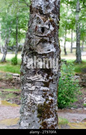 Dettaglio tronco di betulla (Betula pubescens celtiberica). Questa foto è stata scattata a Serra da Estrela, in Portogallo. Foto Stock