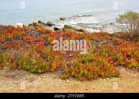 Hottentot fico o pianta di ghiaccio (Carpobrotus edulis) è pianta succulente strisciante originaria del Sud Africa ma naturalizzata in altri paesi; è considerato Foto Stock