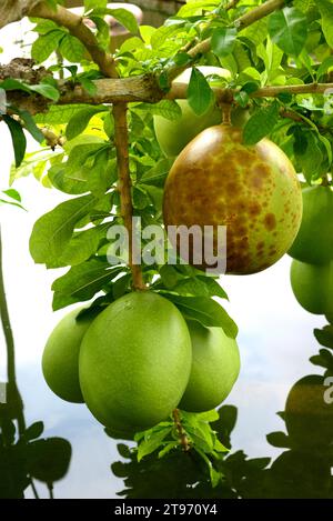 L'albero di Calabash o cuite (Crescentia cujete) è un albero che produce frutti molto grandi denominati bule, guaje, jicara o tecomate. I frutti sono usati per fare Foto Stock