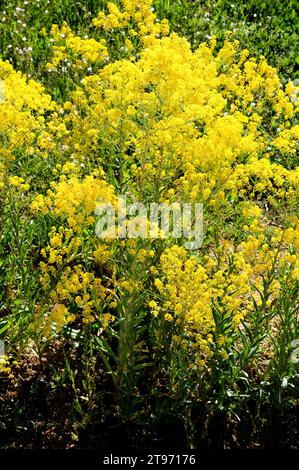 La woad (Isatis tinctoria) è un'erba originaria dell'Asia ma naturalizzata in Europa e Nord America; le sue foglie producevano un colorante blu. Foto Stock