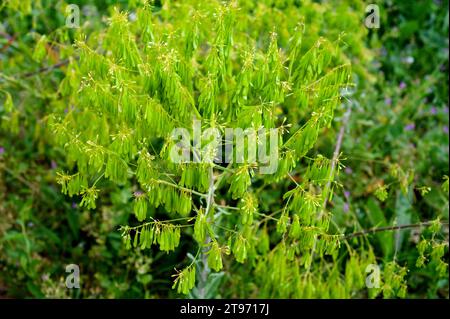 La woad (Isatis tinctoria) è un'erba originaria dell'Asia ma naturalizzata in Europa e Nord America; le sue foglie producevano un colorante blu. Foto Stock