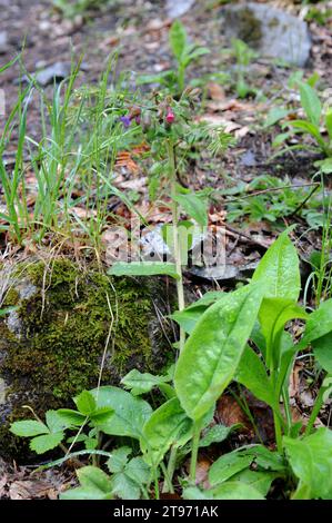L'erba lungolare a foglie strette (Pulmonaria longifolia) è un'erba perenne originaria dell'Europa occidentale. Questa foto è stata scattata in Val Aran, Lleida, Catalogna, Spai Foto Stock