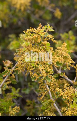 La quercia di Kermes (Quercus coccifera) è un arbusto sempreverde originario del bacino del Mediterraneo. Dettagli fiori maschili. Questa foto è stata scattata nella provincia di Huesca, Arago Foto Stock