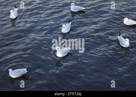 Sea mew sul fiume in estate. Fauna selvatica Foto Stock