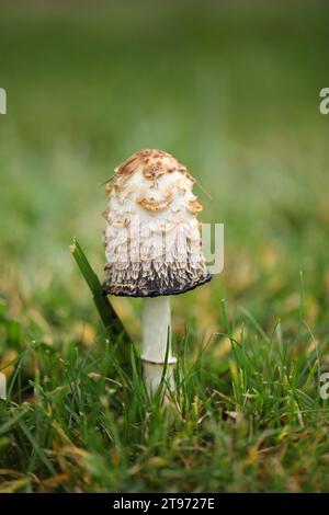 Nel giardino autunnale, i grandi funghi Inky cap sono ricoperti di erba Foto Stock