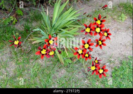 Harlequin flower o wandflower (Sparaxis tricolore) è una pianta ornamentale originaria del Sudafrica. Foto Stock