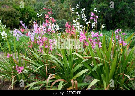 Il giglio profumato (Watsonia marginata) è una pianta ornamentale originaria del Sudafrica. Foto Stock