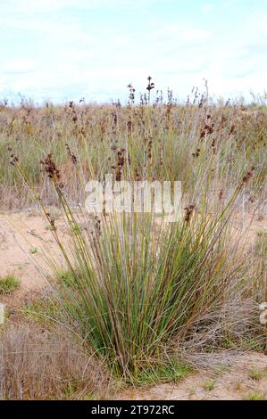 Spiny Rush o Sharp Rush (Juncus acutus) è un'erba perenne originaria delle dune, delle zone umide e delle paludi salate dell'Europa, del Nord Africa, dell'Asia occidentale e della Baja Foto Stock