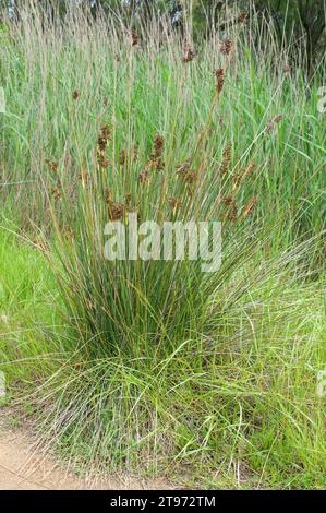 Spiny Rush o Sharp Rush (Juncus acutus) è un'erba perenne originaria delle dune, delle zone umide e delle paludi salate dell'Europa, del Nord Africa, dell'Asia occidentale e della Baja Foto Stock
