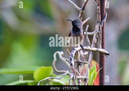 Uccello solare delle Seychelles, kolibri, colibrì su radice di orchidea, sfondo sfocato, Mahe, Seychelles Foto Stock