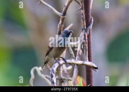 Uccello solare delle Seychelles, kolibri, colibrì su radice di orchidea, sfondo sfocato, Mahe, Seychelles Foto Stock