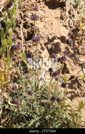 La salvia Chia (Salvia columbariae) è una pianta annuale originaria degli Stati Uniti sudoccidentali e della bassa California (Messico). Questa foto è stata scattata a Joshua Tree Nationa Foto Stock