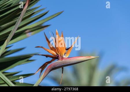 Strelitzia Reginae uccello del Paradiso Fiore , conosciuto anche come Gru Fiore Madeira, Portogallo Foto Stock