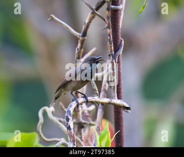 Uccello solare delle Seychelles, kolibri, colibrì su radice di orchidea, sfondo sfocato, Mahe, Seychelles Foto Stock