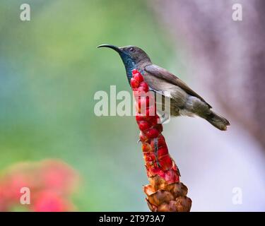 Seychelles Sun bird, kolibri, colibrì su fiore di insulina, sfondo sfocato, Mahe, Seychelles Foto Stock