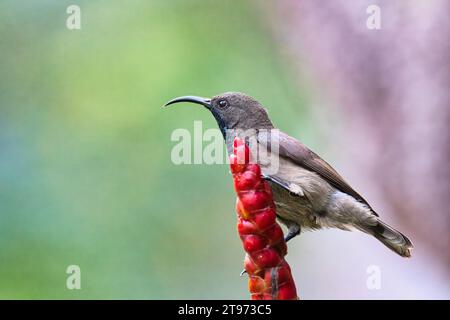 Seychelles Sun bird, kolibri, colibrì su fiore di insulina, sfondo sfocato, Mahe, Seychelles Foto Stock